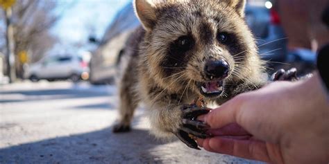 What To Do If A Raccoon Bites You Best Treatment
