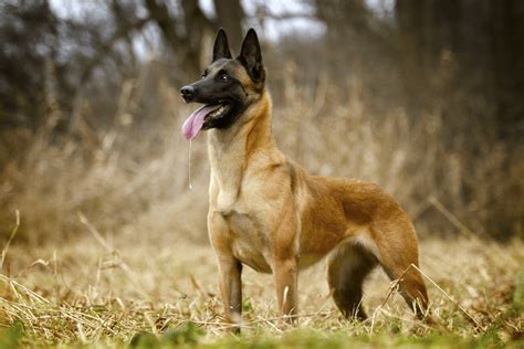 All About Military Belgian Malinois Favorite K9 Fighter