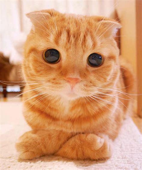 is this the cutest cat in the world or maybe one of these 38 cute cats you decide