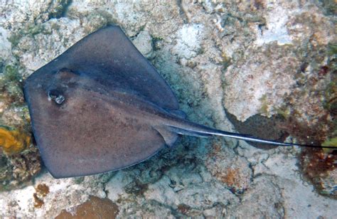 Dasyatis Americana Southern Stingray San Salvador Islan Flickr