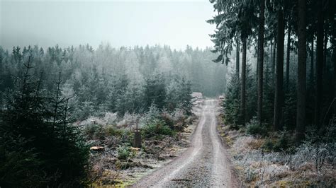 Download Wallpaper 3840x2160 Forest Road Fog Trees