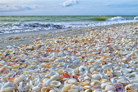 Scooping Sea Shells By The Seashore Of Sanibel Huffpost