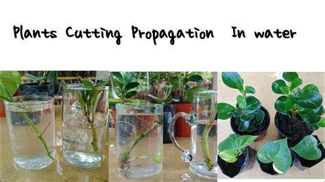 Listed in order of success soil is far superior to perlite + water when it comes to watermelon peperomia leaf propagation. Money Plant, Peperomia Propagation from Cuttings In Water ...