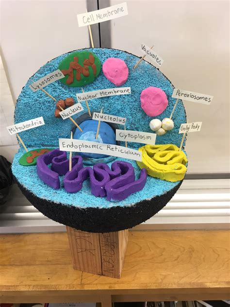 The number of cells in plants and animals varies from species to species; Cell model examples