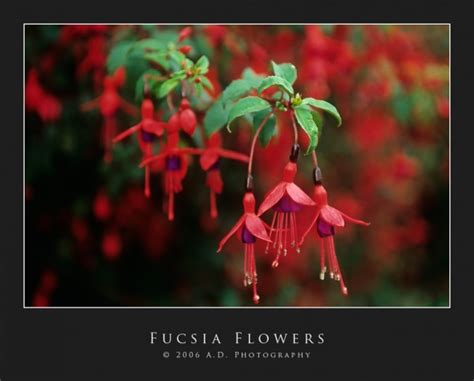 Fucsia Flowers Juzaphoto