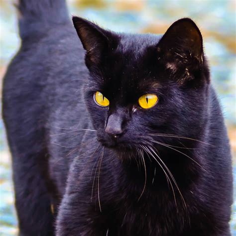Black Cat With Glowing Yellow Eyes I Buy My Art I Digidrea Flickr