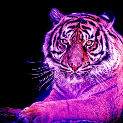 Purple Tiger By Misterstrange