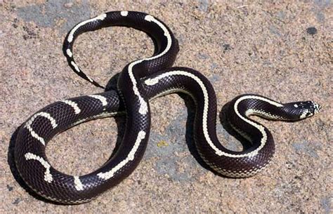 Snake Species Lampropeltis Getula Californiae