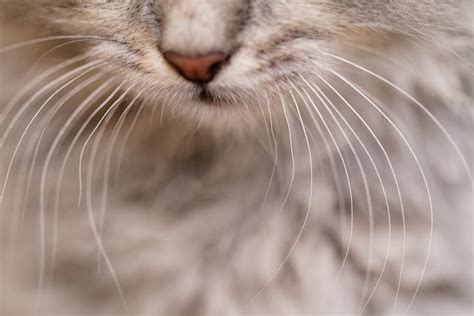 Cat Whiskers The Facts You Need To Know Great Pet Care
