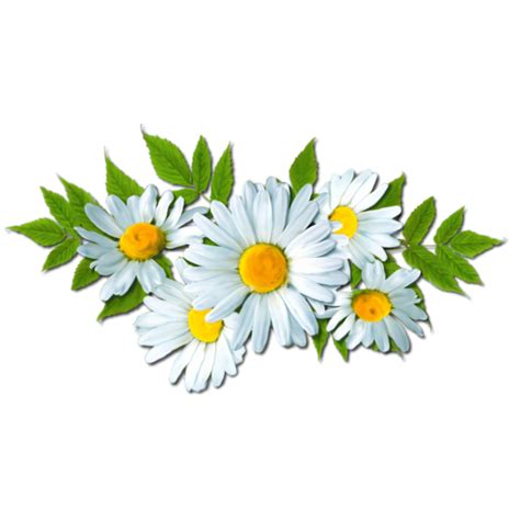 Daisy Clipart Flores Daisy Flores Transparent Free For Download On