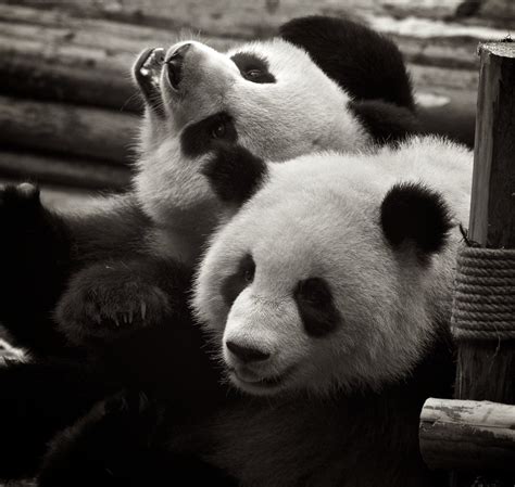Great Mates These Friendly Giant Pandas Less Than 2 Years Flickr