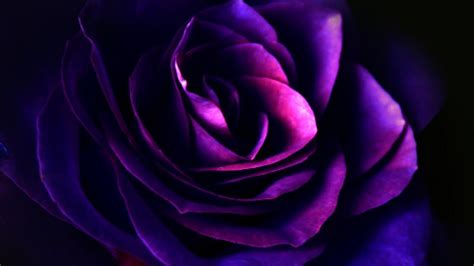 Dark Rose Purple Flower Petals Hd Purple Wallpapers Hd Wallpapers