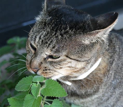 Maybe you would like to learn more about one of these? Growing Catnip: Information On Catnip Plants In The Garden