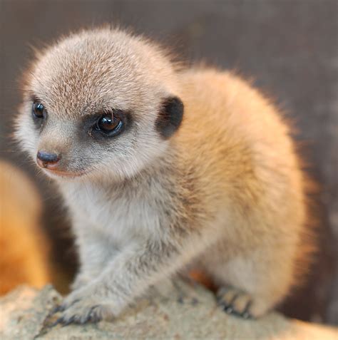 Meerkat Baby Pictures Tilgate Nature Centre