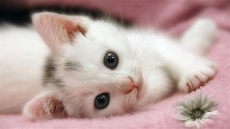 Cute White Kitten Hd Wide Screen Wallpaper 1080p2k4k