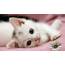 Cute White Kitten HD  Wide Screen Wallpapers 1080p2K4K