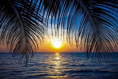 Beautiful Tropical Sunset With Palm Stock Photo