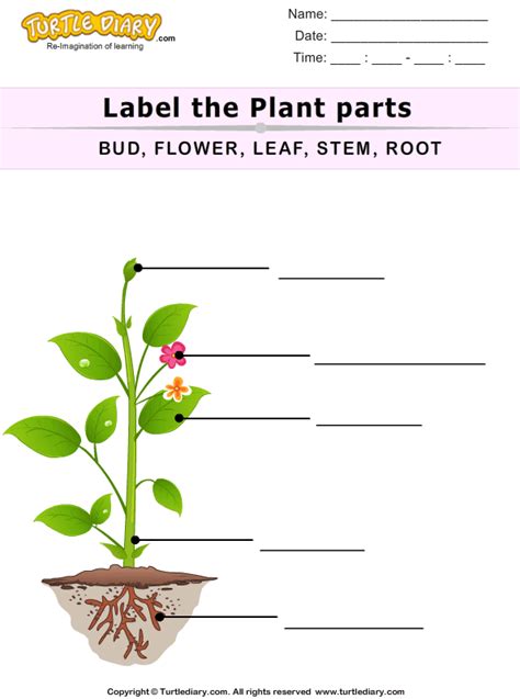 Label The Plant Parts Turtle Diary Worksheet