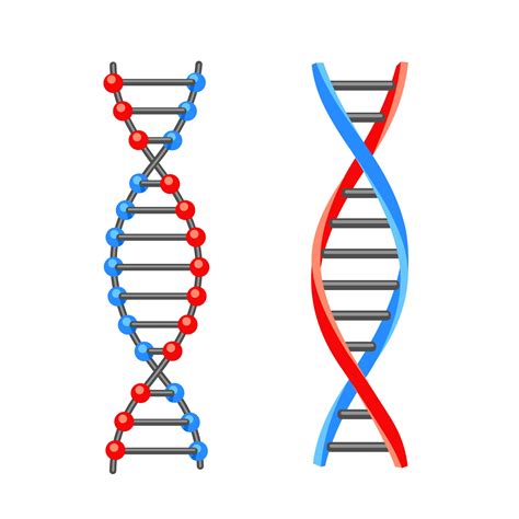 Dna Double Helix Vector Art Icons And Graphics For Free Download