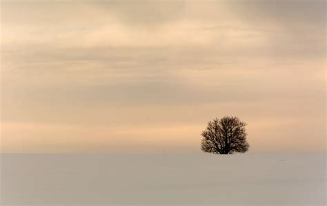 Minimalist Winter Tree Copyright Free Photo By M Vorel Libreshot