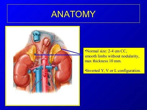 Adrenal Gland Limb Anatomy
