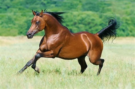 Arabian Horse Horse Breed Profile And Information