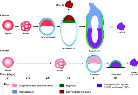 The Origin And Identity Of Embryonic Stem Cells Development