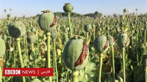 کاخ سفید تولید تریاک در افغانستان افزایش و کشت خشخاش کاهش یافته است BBC News فارسی
