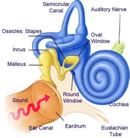 Tinnitus is the sensation of noises in the head and/or ears which have no external source. Types of Tinnitus: Subjective and Objective - Sound Oasis