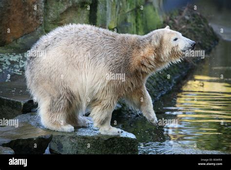 Knut The Polar Bear Cub Ursus Maritimus Enjoying In His Enclosure At