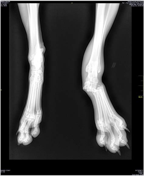 If your dog is willing to walk, he won't put any weight on a leg that's broken, but will instead carry it above the ground. Fundraiser by Jordan Drake : Help a found dog get surgery ...