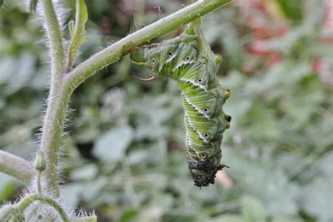 The Midnight Carver My Very Own Tomato Horn Worm