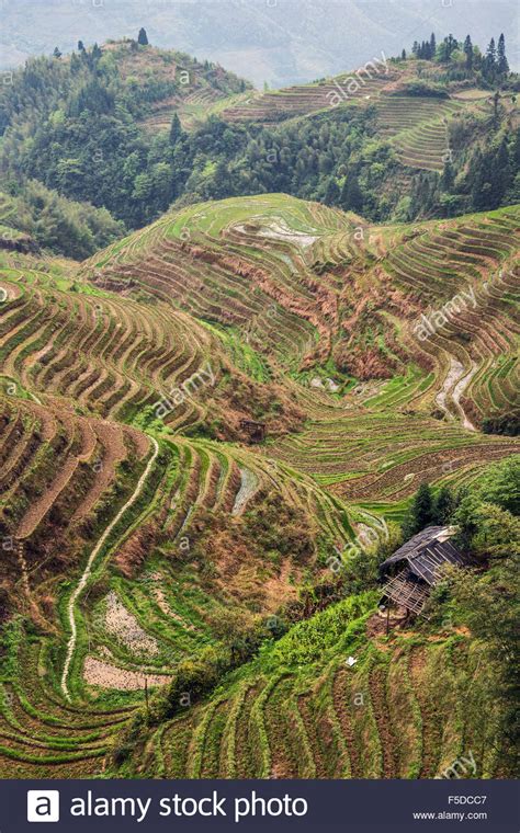 Layered Rice Terraces Of Longii Titian Dragon S Backbone Terraces Guangxi China Stock Photo