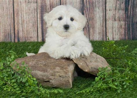 Maybe you would like to learn more about one of these? Maltipoo Temperament - Looking Beyond the Cuteness