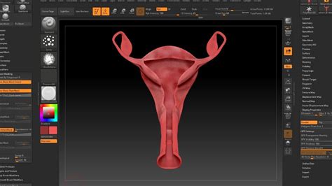 Tutorial 3d Model Vagina Cross Section 3d Sculpt And Painting In Zbrush Medical Youtube