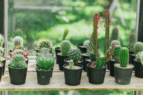 Cactus Plant Facts That Are Simply Quite Fascinating