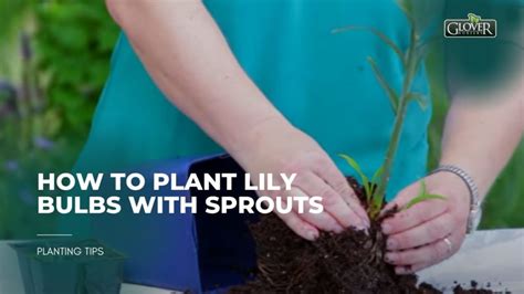 How To Plant Lily Bulbs With Sprouts