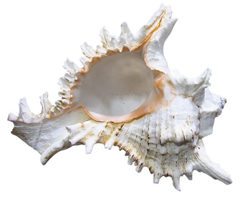 Seashell Png Transparent Image Download Size 600x503px