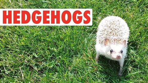 Petition · Make Hedgehogs Legal ·