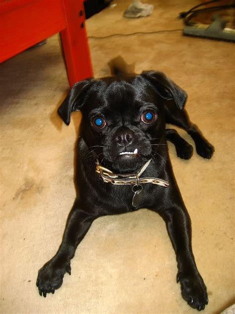 black chugs   pinnacle  doggiedom  gallery  flickr