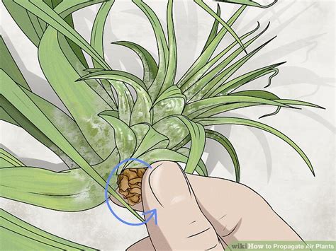 3 Simple Ways To Propagate Air Plants Wikihow