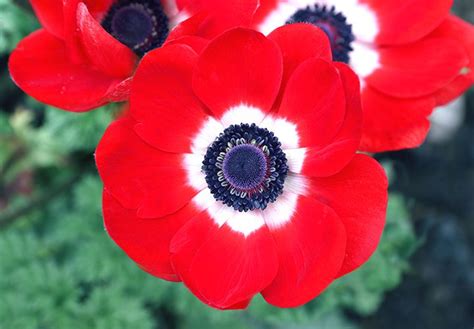 How To Grow And Care For Your Anemone Flower