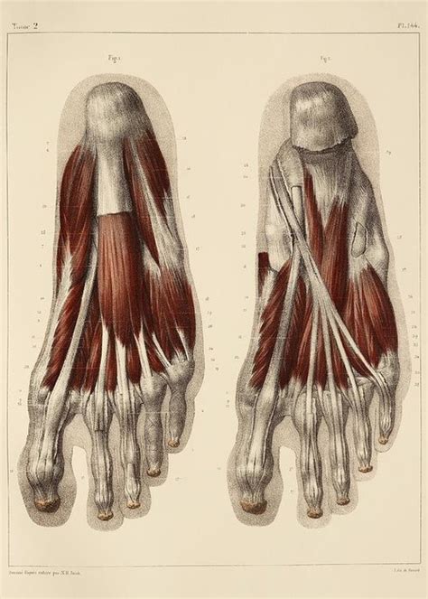 Plantar Foot Muscles 1831 Artwork Photograph By Science Photo Library
