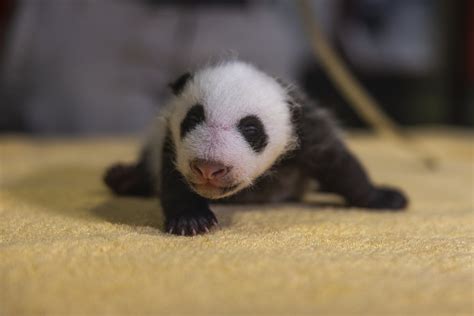 National Zoo Genetic Tests Reveal New Baby Panda Is A Boy Ap News