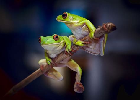 Couple Frog Photo By Robert Cinega National Geographic Your Shot