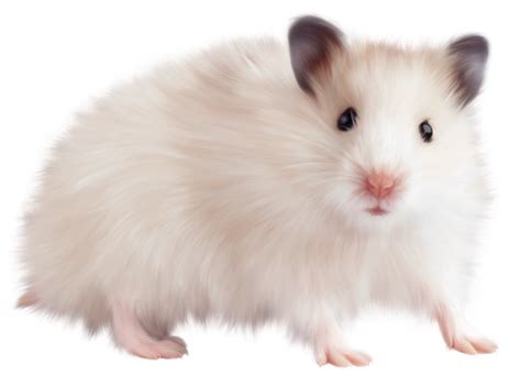 Mouse Animal Free Png Image Png All