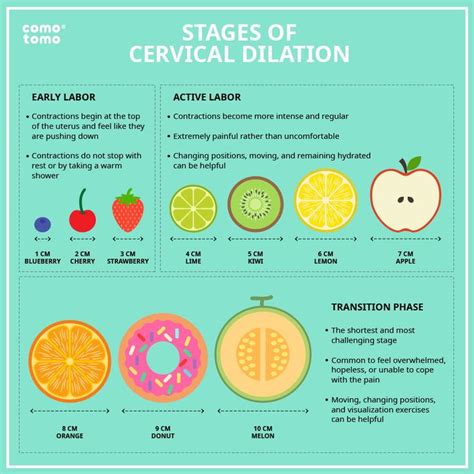 Cervical Dilatation Chart
