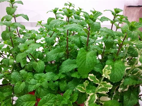 Maybe you would like to learn more about one of these? EDIBLE GARDEN LANDSCAPE: Mint Leaf