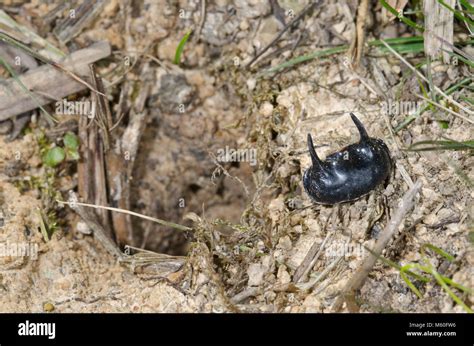 Burrow Of Minotaur Beetle With Remains Showing Horns Typhaeus Typhoeus