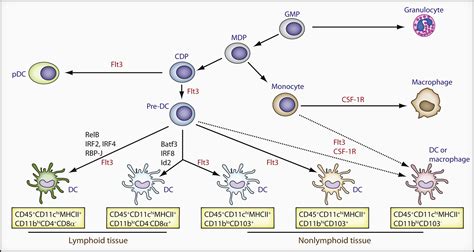 Dendritic Cell And Macrophage Heterogeneity In Vivo Immunity